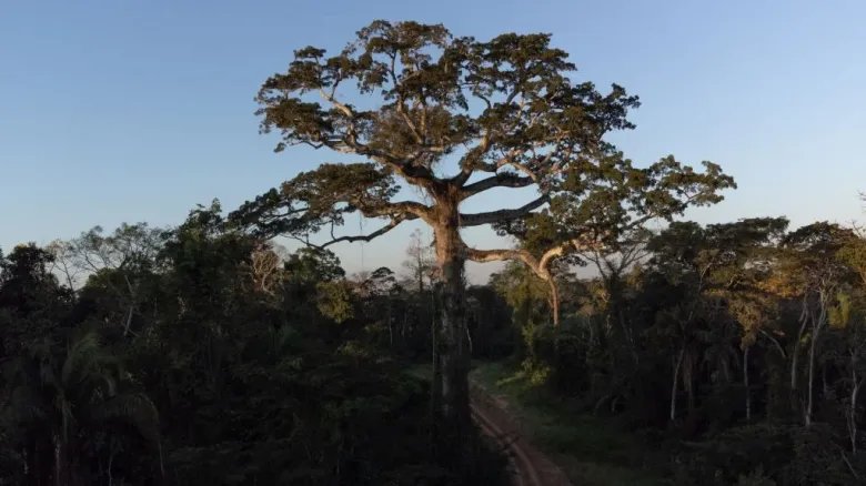 A Shihuahuaco tree in the Amazon